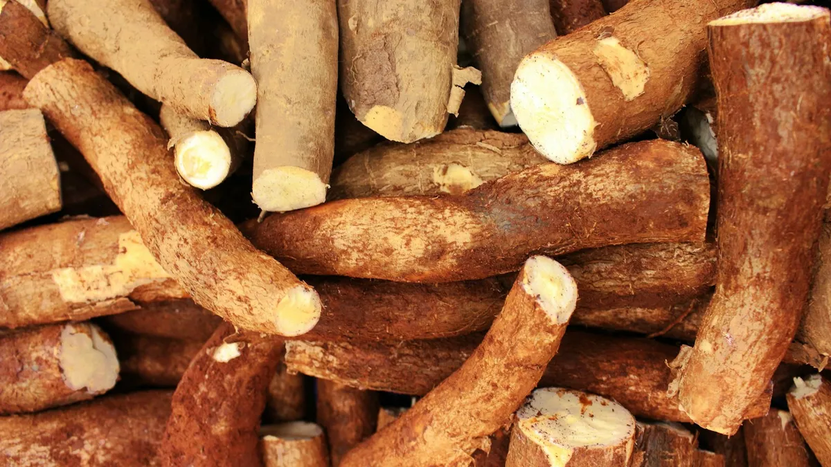 Racines de manioc fraîches entassées, certaines coupées qui montrent leur chair blanche