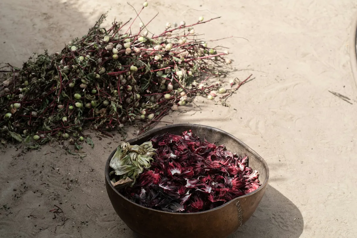 Fleurs d'hibiscus séchées pour le bissap dans une calebasse, à côté d'un tas de tiges récoltées